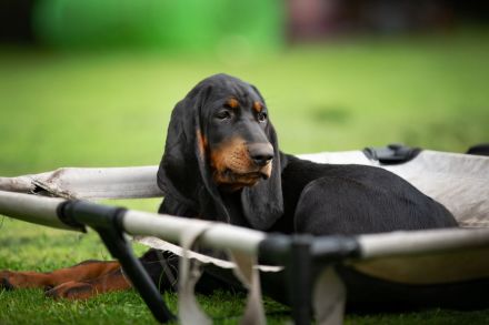 Zwei Wundervolle Hündinnen Suchen Eine Liebevolle Familie