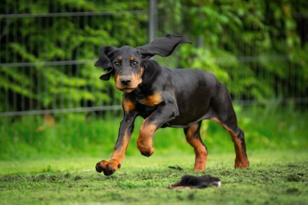 Zwei Wundervolle Hündinnen Suchen Eine Liebevolle Familie