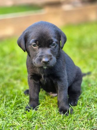 Labrador Welpen