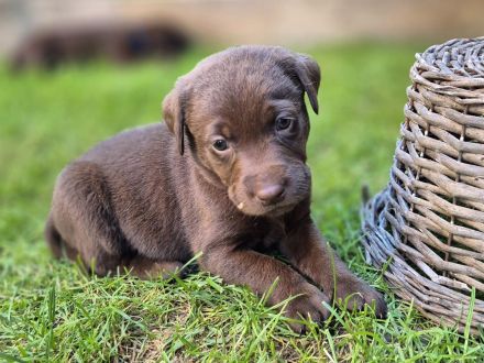 Labrador Welpen