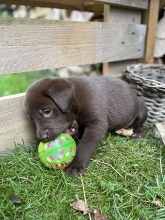 Labrador Welpen
