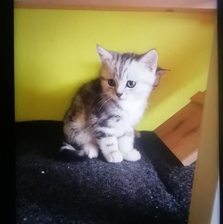 Süsse Kitten Bkh