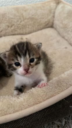 Bengal Mix Kätzchen/Kitten
