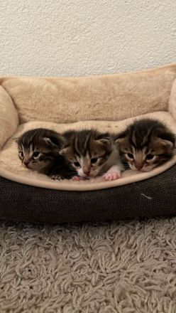 Bengal Mix Kätzchen/Kitten