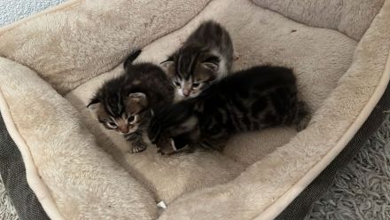 Bengal Mix Kätzchen/Kitten