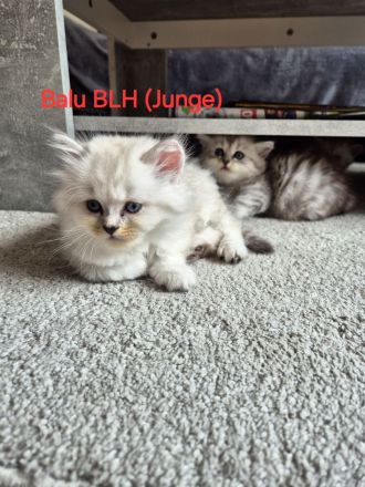 BKH und BLH Kitten