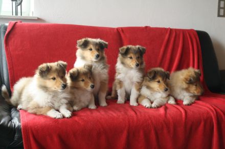 Collie welpe