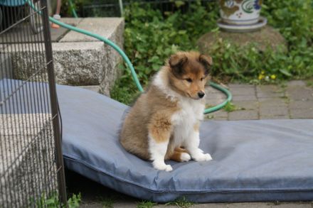 Collie welpe