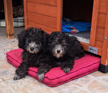 Toy-Pudelwelpen silber