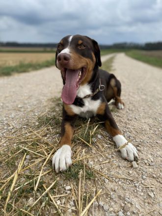 Anton, 6-jähriger Appenzeller Sennenhund