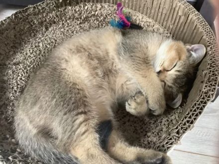 BKH Kitten black-golden-shaded (w)