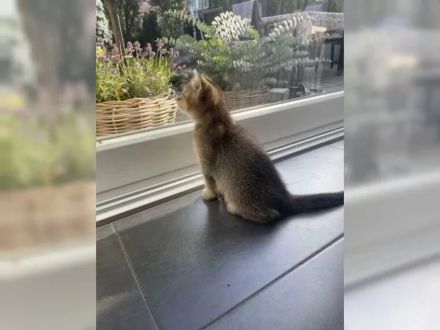 BKH Kitten black-golden-shaded (w)