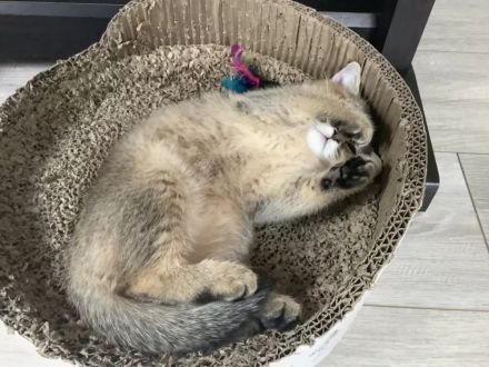 BKH Kitten black-golden-shaded (w)