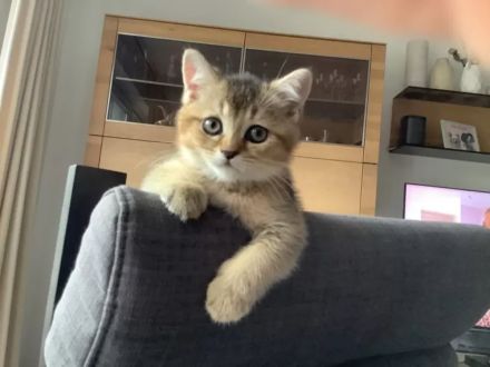 BKH Kitten black-golden-shaded (w)