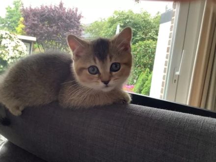 BKH Kitten black-golden-shaded (w)