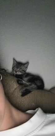 Bkh mischling Bengal Kater