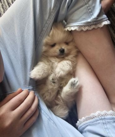Pomeranian Hündin Typ Teddy