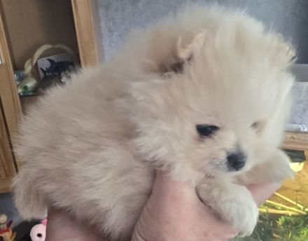 Pomeranian Hündin Typ Teddy