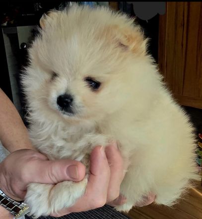 Pomeranian Hündin Typ Teddy