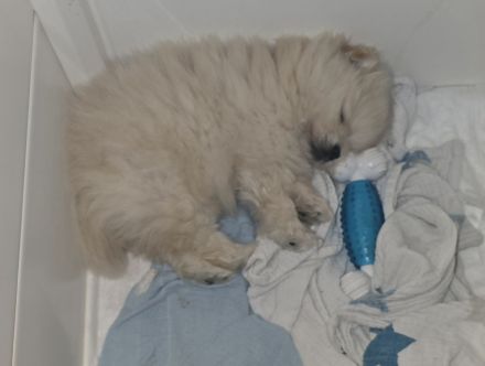 Pomeranian Hündin Typ Teddy