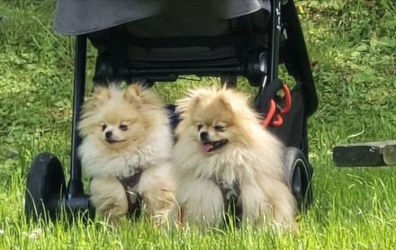 Pomeranian Hündin Typ Teddy