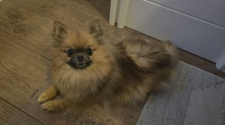 Pomeranian Hündin Typ Teddy