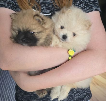 Pomeranian Hündin Typ Teddy