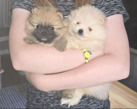 Pomeranian Hündin Typ Teddy