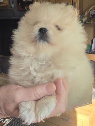 Pomeranian Hündin Typ Teddy