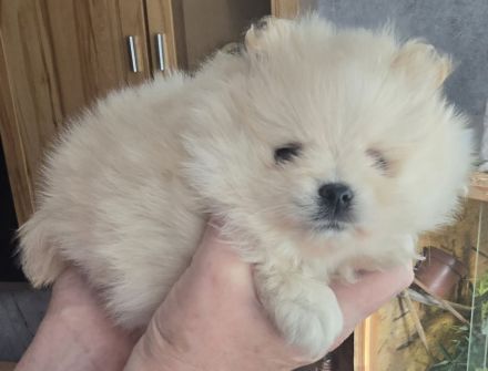 Pomeranian Hündin Typ Teddy