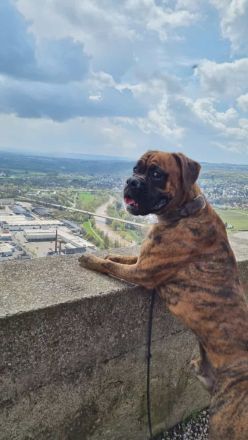 Deutscher Boxer Wurfankündigung 08/24