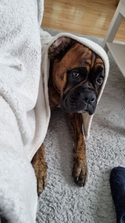 Deutscher Boxer Wurfankündigung 08/24