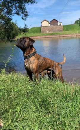 Deutscher Boxer Wurfankündigung 08/24