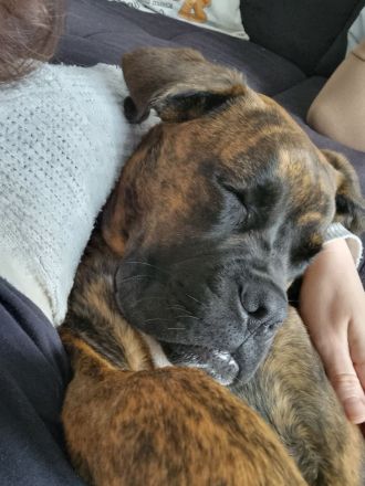 Deutscher Boxer Wurfankündigung 08/24