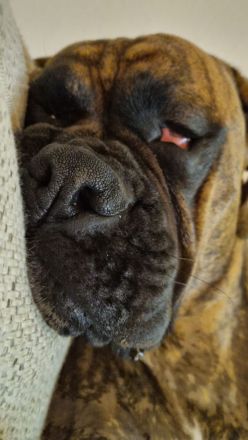 Deutscher Boxer Wurfankündigung 08/24