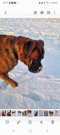 Deutscher Boxer Wurfankündigung 08/24