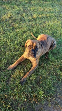 Deckrüde Franz Josef