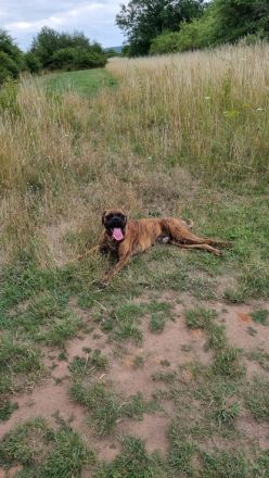 Deckrüde Franz Josef