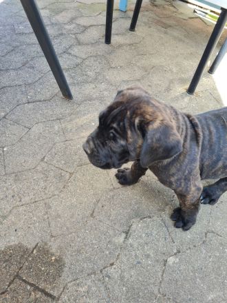 Cane corso welpen mit Papieren