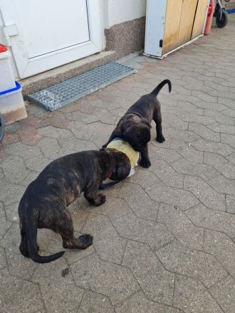 Cane corso welpen mit Papieren