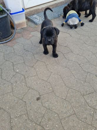 Cane corso welpen mit Papieren