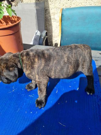 Cane corso welpen mit Papieren