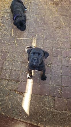 Cane corso welpen mit Papieren