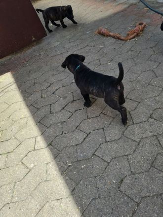 Cane corso welpen mit Papieren