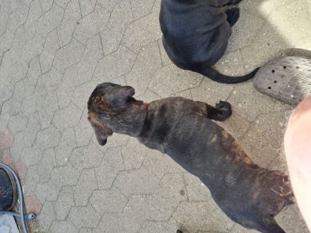 Cane corso welpen mit Papieren