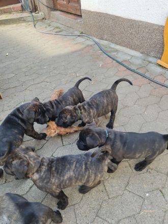 Cane corso welpen mit Papieren
