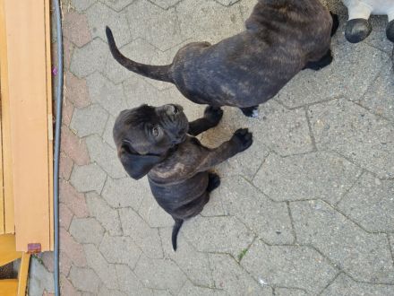 Cane corso welpen mit Papieren
