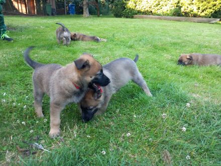 Malinoi x Deutscher Schäferhund Welpen