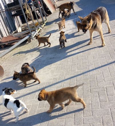 Malinoi x Deutscher Schäferhund Welpen