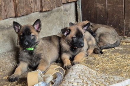 Malinoi x Deutscher Schäferhund Welpen